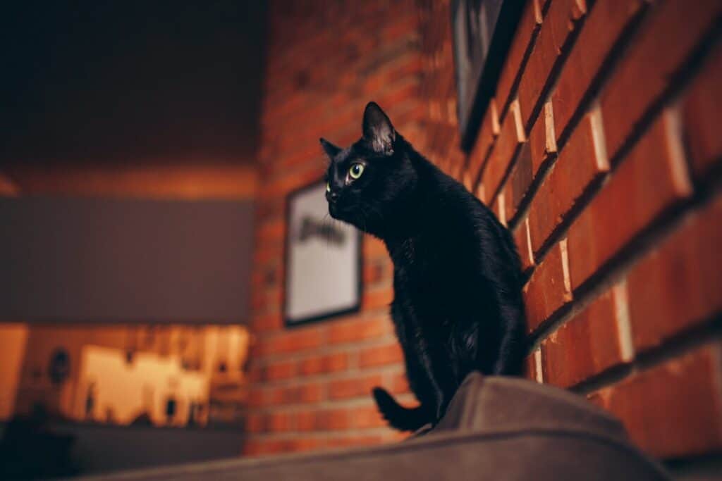 Black Cat Leaning Against Red Brick Wall