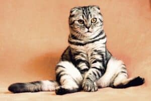 animal idioms: Catty
