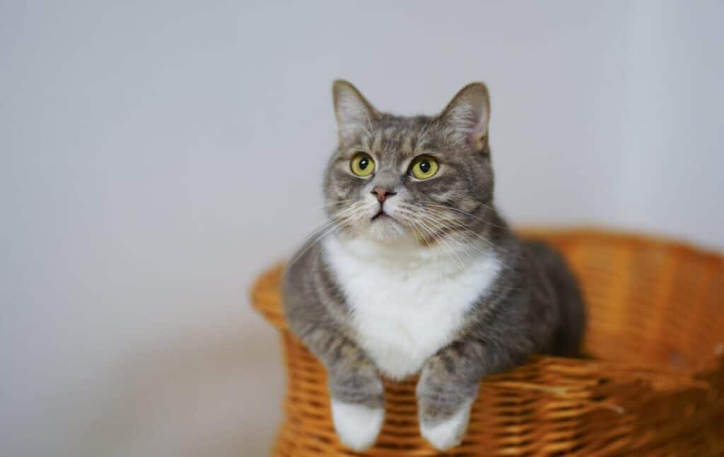 Cat Inside The Basket