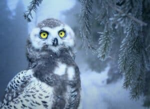 owl winter