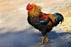 animal idioms: Chicken